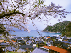 日本海と桜