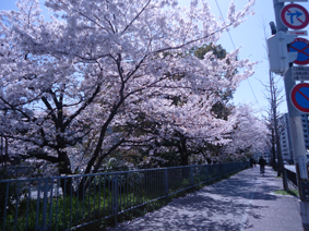 堀川の桜
