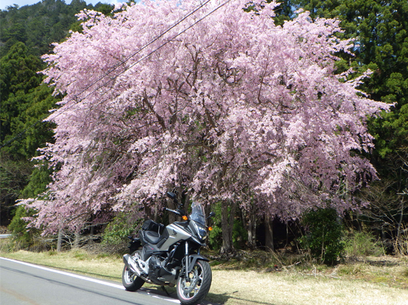 桜はやっぱきれい