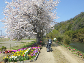 篠山川沿いの桜並木