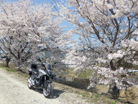 般若寺の一本桜