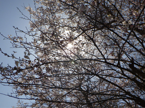 般若寺の一本桜